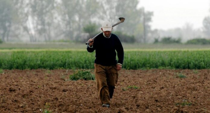 1768235921 agrotes 1.jpg