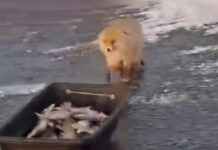 alepou 1 1200x630.jpg