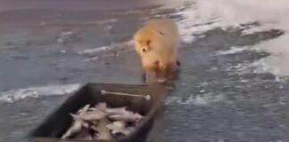 alepou 1 1200x630.jpg