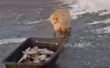 alepou 1 1200x630.jpg