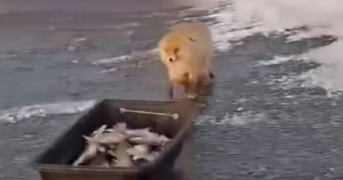 alepou 1 1200x630.jpg