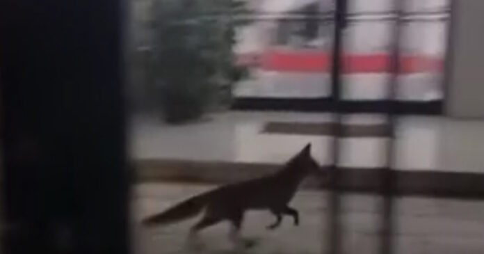 alepou 1200x630.jpg alepou 1200x630.jpg