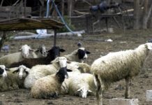 Ηράκλειο: Μπήκαν σε στάνη και έσφαξαν 40 αρνιά – Τρεις συλλήψεις για ζωοκτονία arnia 1200x630.jpg