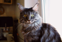 bc164ebcde58f602f04c3f03fb7fefda L.jpg