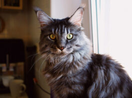 Οι 10 πιο δημοφιλείς ράτσες γατών στον κόσμο bc164ebcde58f602f04c3f03fb7fefda L.jpg