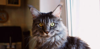 bc164ebcde58f602f04c3f03fb7fefda L.jpg