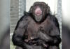 chimpanzee japan 1200x630.jpg