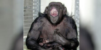 chimpanzee japan 1200x630.jpg