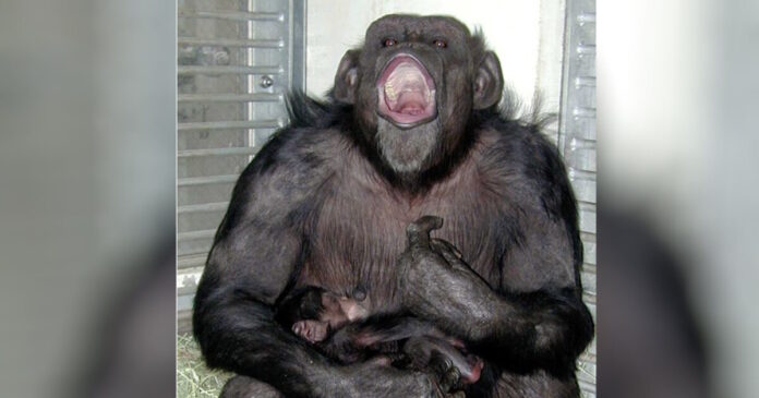 chimpanzee japan 1200x630.jpg