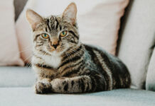 d95489b8317cbd245154436732e1d9de L.jpg