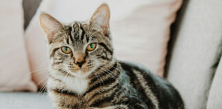 d95489b8317cbd245154436732e1d9de L.jpg