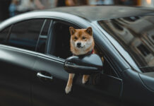 db3631bad297727eae9b39382d055505 L.jpg