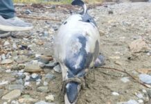 delfini4 2 1200x630.jpg