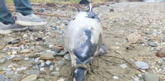 delfini4 2 1200x630.jpg