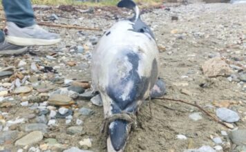 delfini4 2 1200x630.jpg