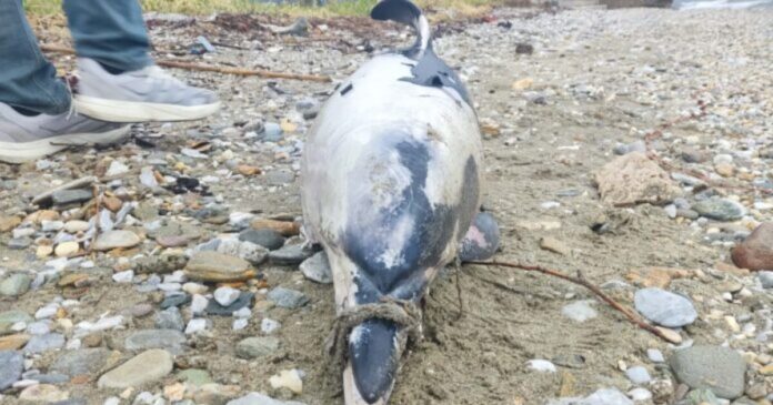 delfini4 2 1200x630.jpg