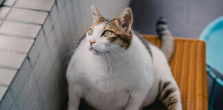 e5e2be96f5904233a07d80ead3ceacce L.jpg