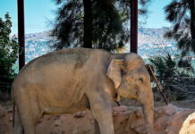 elefantas 1200x630.jpg