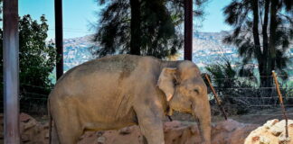 elefantas 1200x630.jpg