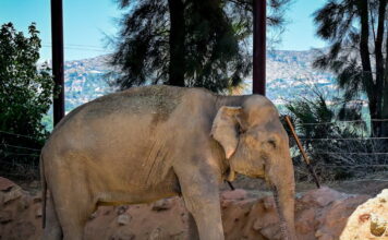 elefantas 1200x630.jpg