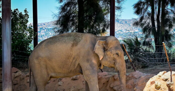 elefantas 1200x630.jpg