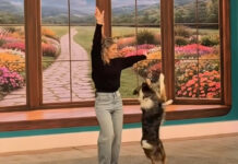 Eurovision 2026: Η viral στιγμή με σκύλο που χορεύει στον ρυθμό του «Ferto» f5cd385bc57ad32769fd57a5886f69a7 L.jpg