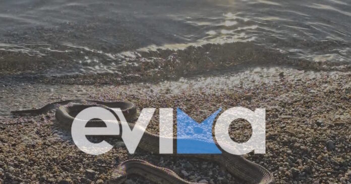 fidi evoia 24012026 1200x630.jpg