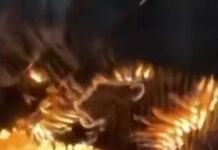 fotia elvetia 1200x630.jpg