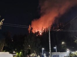 fwtia dafni 2 1200x630.jpg