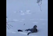 leopard china 27012026 1200x630.jpg