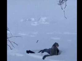 leopard china 27012026 1200x630.jpg