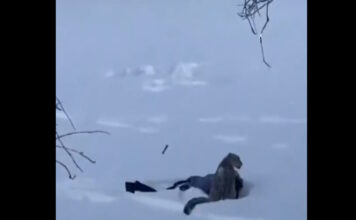 leopard china 27012026 1200x630.jpg