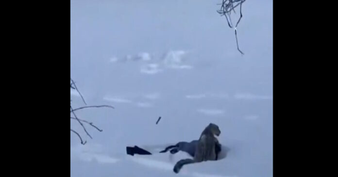 leopard china 27012026 1200x630.jpg