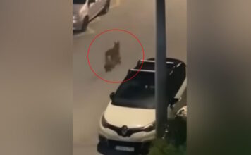 likos45 1200x630.jpg