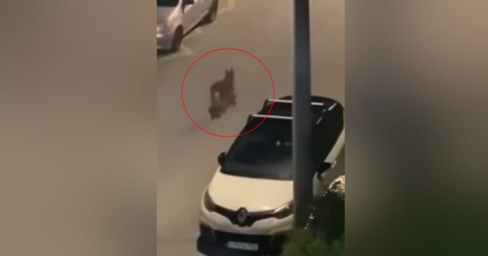 likos45 1200x630.jpg