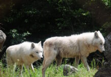 lykoi 19012026 1200x630.jpg