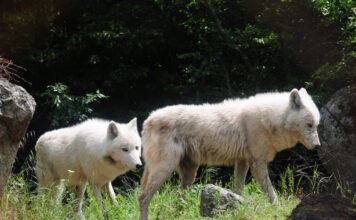 lykoi 19012026 1200x630.jpg