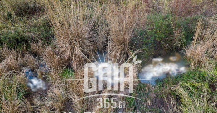 nekra provata1 1200x630.jpg