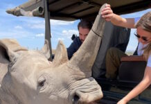 Φίλιππος Ντε Γκρες και Νίνα Φλορ σε εικόνες από πάρκο στην Αφρική με άγρια ζώα ninaflor arxiki 1200x630.jpg