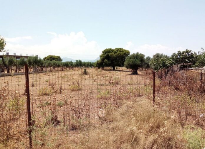 oikopeda 1.jpg oikopeda 1.jpg