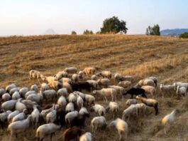 provata 1 1 1200x630.jpg