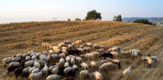 provata 1 1 1200x630.jpg