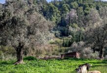 provata 1 1200x630.jpg