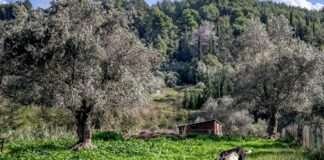 provata 1 1200x630.jpg