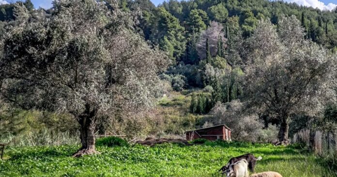 provata 1 1200x630.jpg