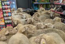 provata germania super market 1200x630.jpg