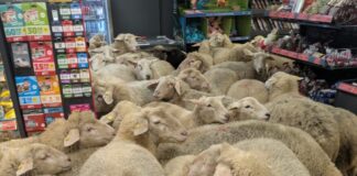 provata germania super market 1200x630.jpg