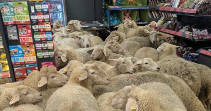 provata germania super market 1200x630.jpg