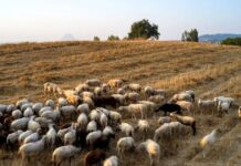 ΥΠΑΑΤ κατά ΠΑΣΟΚ για ευλογιά των προβάτων: «Γίνεστε ουρά του Βελόπουλου και της Λατινοπούλου» provata1 1 1200x630.jpg