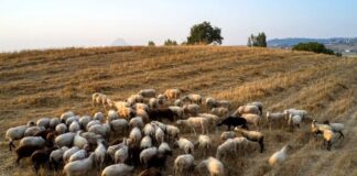 provata1 1 1200x630.jpg